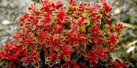 Njega i obrezivanje žutika u jesen za početnike